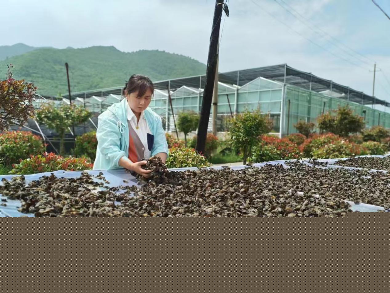 【新华访谈】代表委员共话新篇：石红霞的乡村振兴逐梦路 